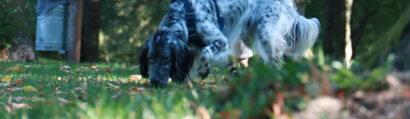 Ein Setter geht der Spur nach