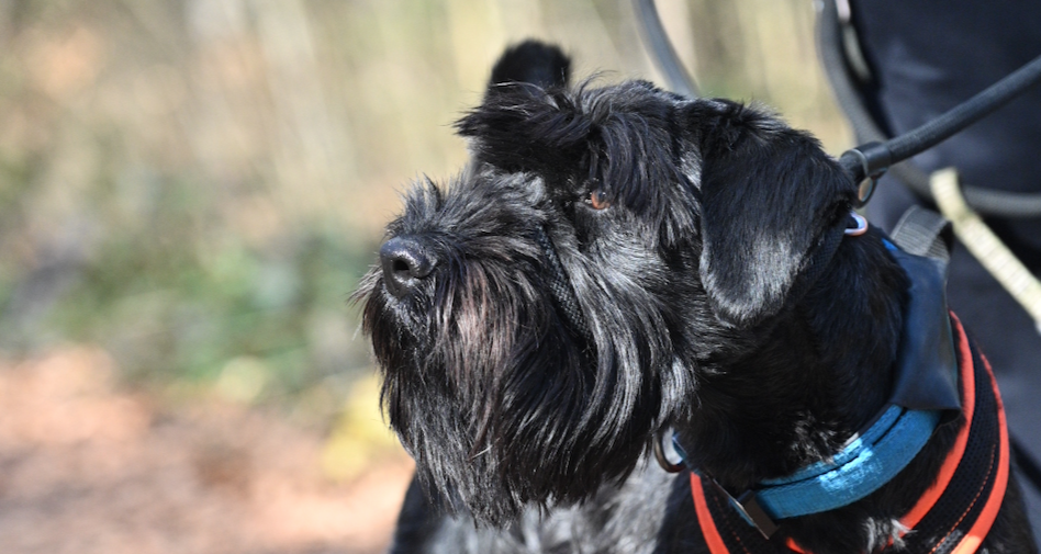 Auch Schnauzer profitieren vom Anti Jagd Kurs - gemeinsam unterwegs ist das Ziel