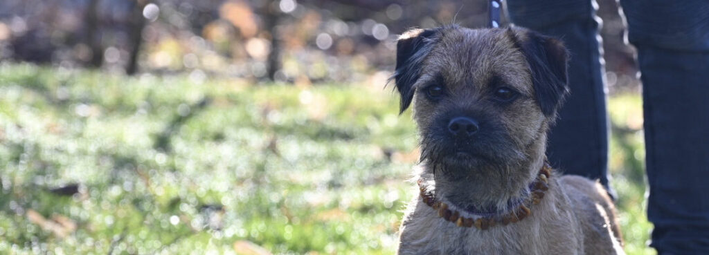 Terrier am schauen 